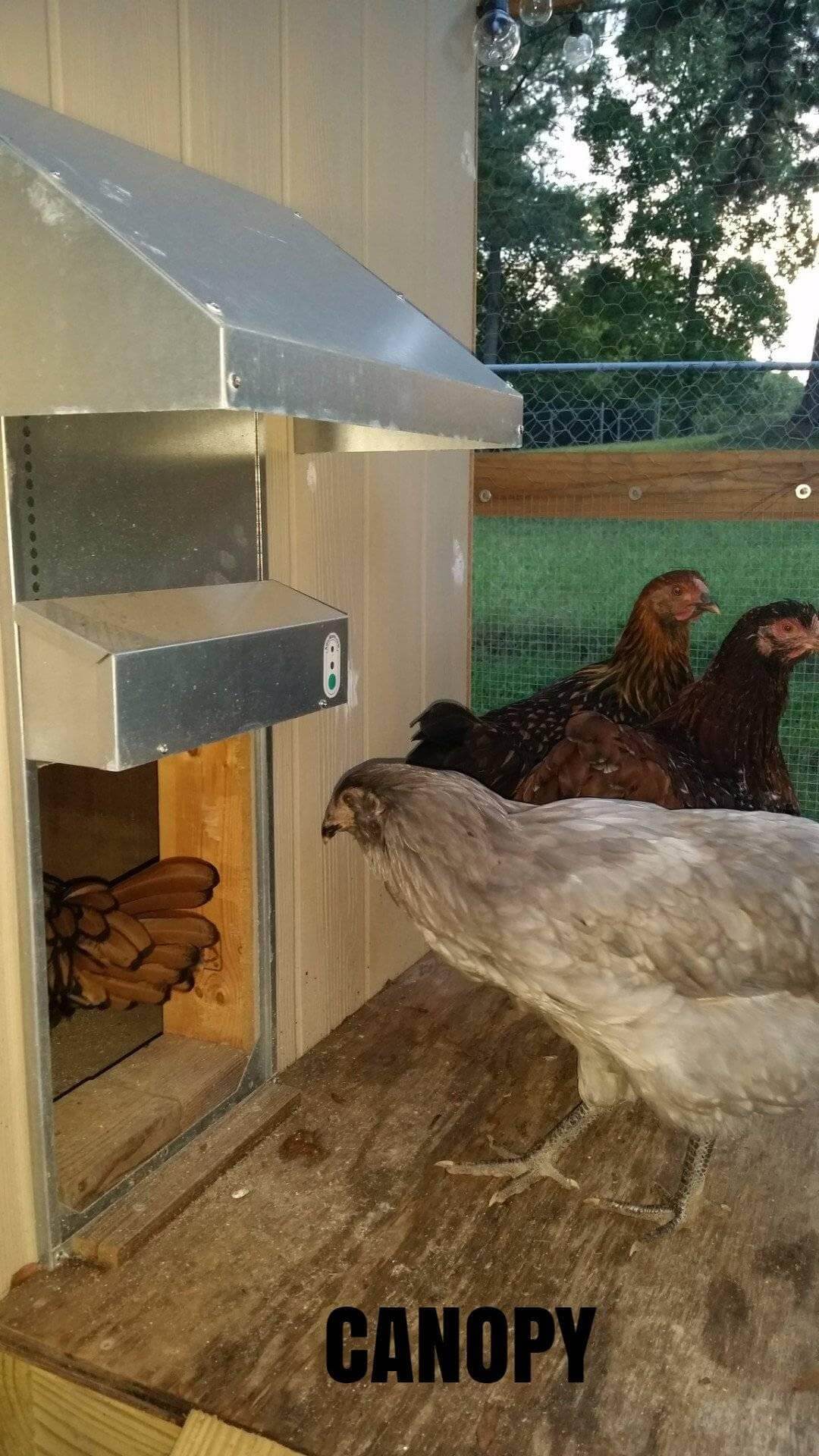 Automatic Chicken Coop Door - ADOR1-automatic chicken coop door picture with canopy
