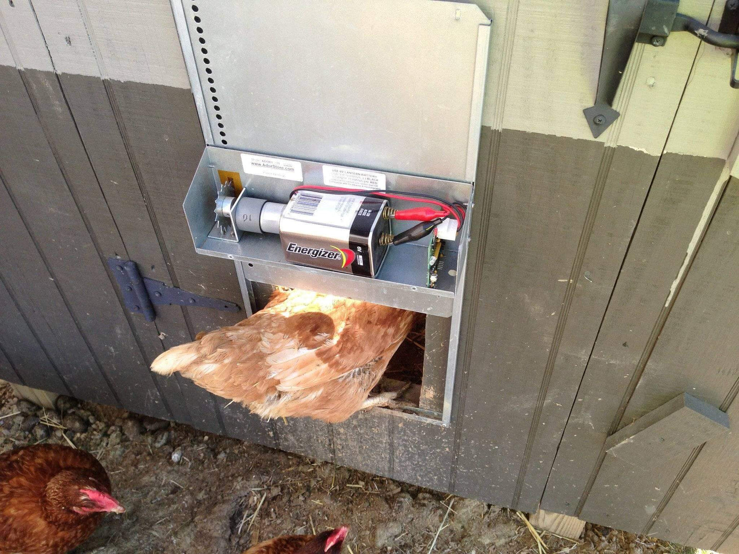 Automatic Chicken Coop Door - ADOR1-automatic chicken coop door,automatic chicken coop door opener,Automatic Chicken Door,automatic chicken door opener,automatic coop,automatic coop door,chicken coop door,electronic chicken door opener,electronic door,solar,solar coop door,solar coop door opener,solar powered coop,tractor coop