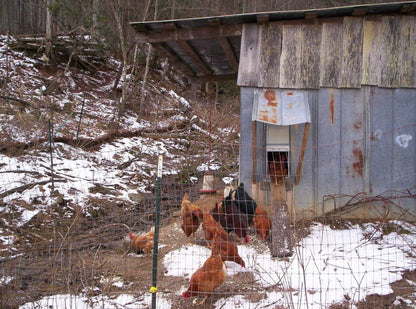 Automatic Chicken Coop Door - ADOR1-automatic chicken coop door after snow storm
