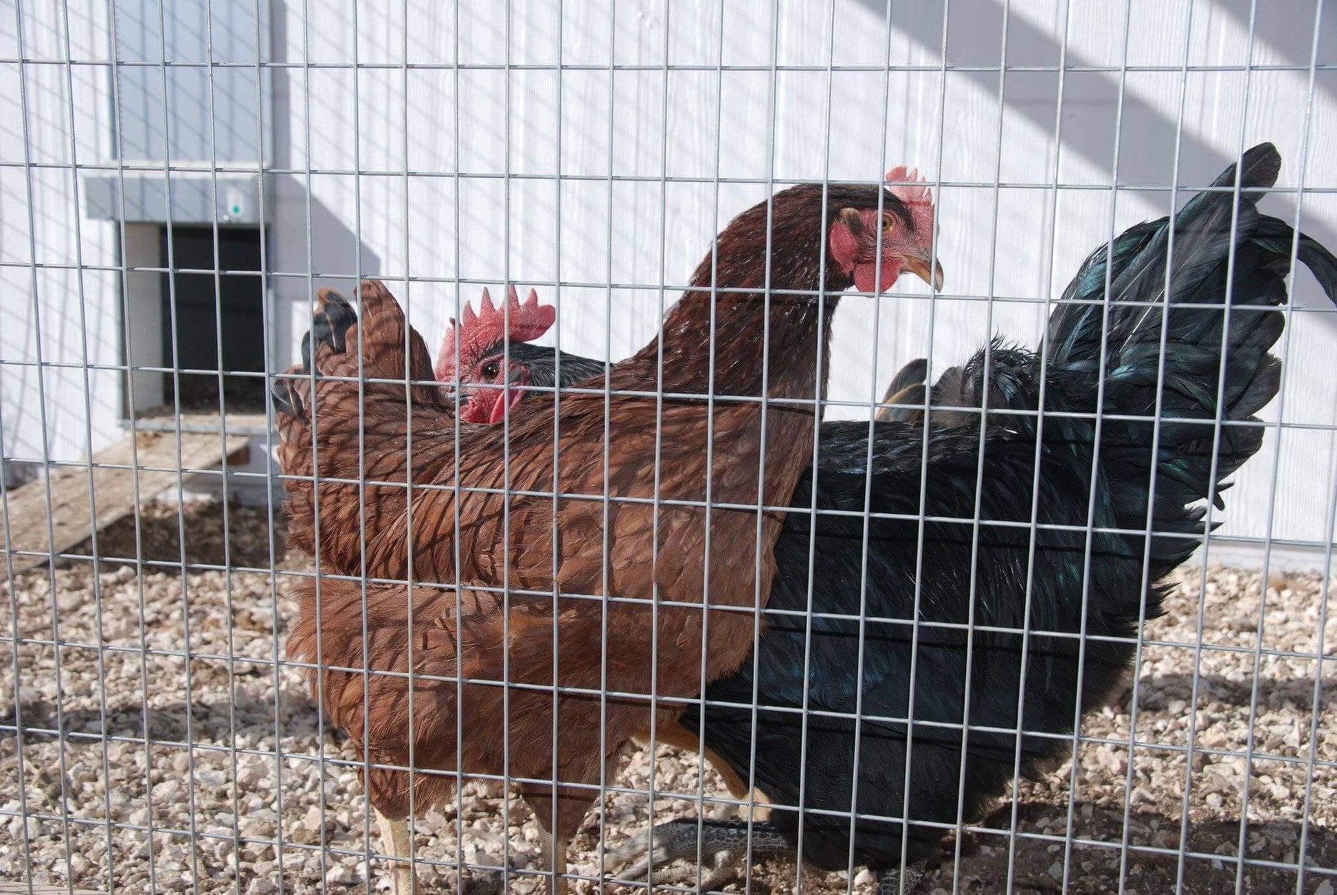 Automatic Chicken Coop Door - ADOR1-automatic chicken coop door 2 ladies out