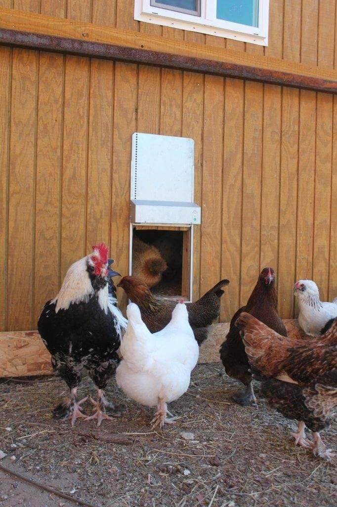 Automatic Chicken Coop Door - ADOR1-automatic chicken coop door head in in for the night