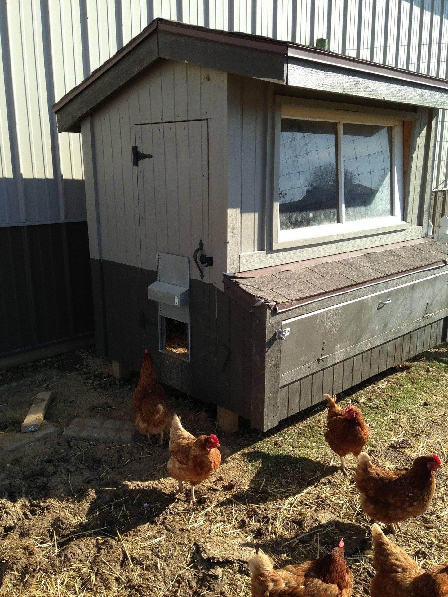 Automatic Chicken Coop Door - ADOR1-automatic chicken coop door,automatic chicken coop door opener,Automatic Chicken Door,automatic chicken door opener,automatic coop,automatic coop door,chicken coop door,electronic chicken door opener,electronic door,solar,solar coop door,solar coop door opener,solar powered coop,tractor coop